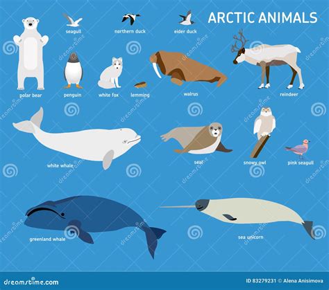 Animals Of The Arctic. Vector Set Of Polar Mammals And Birds ...