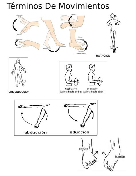 Anatomia guia Términos De Movimientos ROTACIÓN CIRCUNDUCCION 1