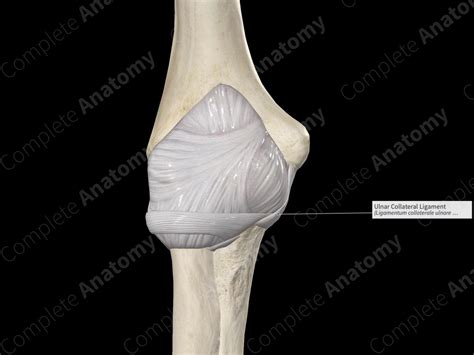 Ulnar Collateral Ligament | Complete Anatomy