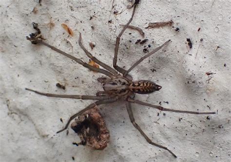 Spider Eratigena Sp 221009 Judy Napper Flickr