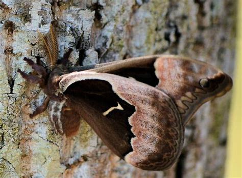 Brown Moth Callosamia Angulifera Bugguidenet