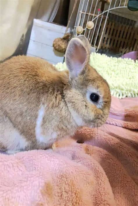 Netherland Dwarf Rabbit Appearance Lifespan Temperament Care Sheet