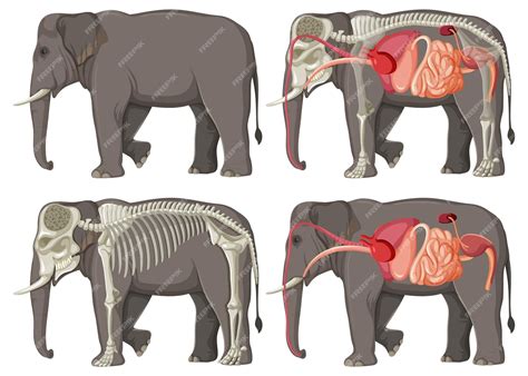 premium vector internal organs anatomy   elephant