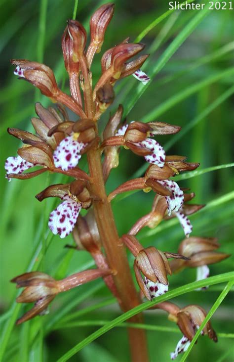 Pacific Coralroot Spotted Coralroot Spotted Coral Root Summer