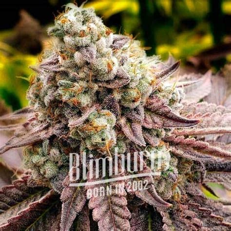 Blimburn Seeds Semillas De Cannabis Motor Breath Feminizadas