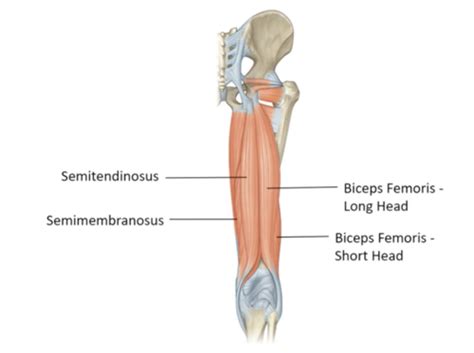 Posterior Thigh Popliteal Fossa Knee Joint Flashcards Quizlet