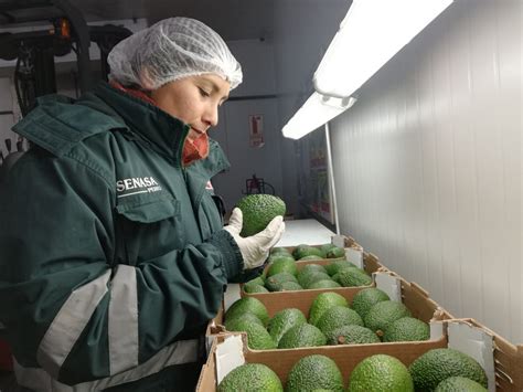 Ica Campa A De Exportaci N De Palta Conquist Veinte Mercados