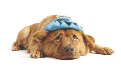 Penyakit Dari Anjing Ke Manusia | medialiputan.com