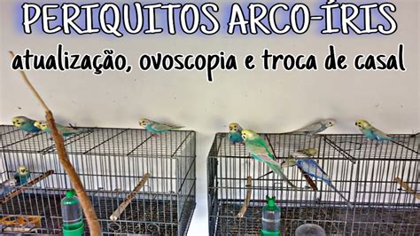 Periquitos Arco Ris Atualiza O Ovoscopia E Troca De Casal Youtube