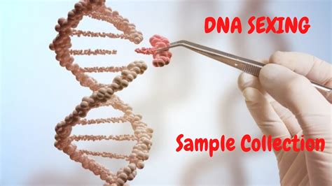 How To Collect Dna Sample For Sexing Youtube