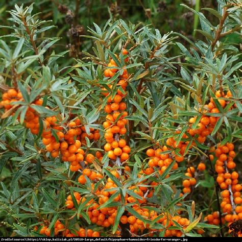 rokitnik samopylny FRIESDORFER ORANGE - Hippophae rhamnoides ...