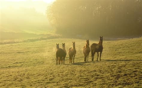 Download Cute Pasture Sunrise Morning Fog Landscape Animal Horse Hd