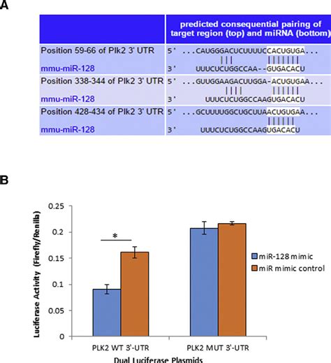 Plk2 Was Negatively Regulated By MiR 128 A Putative Binding Sites Of