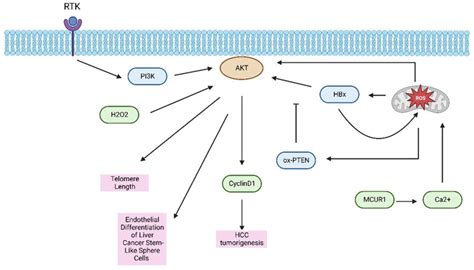 Ijms Free Full Text The Role Of Pi K Akt Mtor Signaling In