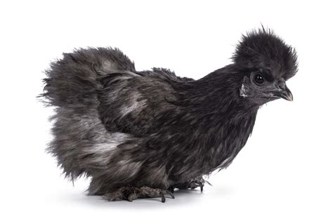 Black Silkie Chicken: Breed Profile, Facts & Pictures