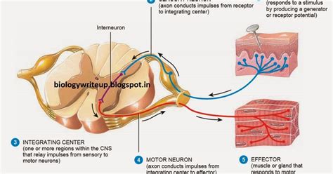 Define The Term Extrusion Reflex