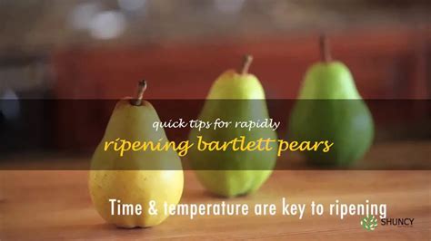 Quick Tips For Rapidly Ripening Bartlett Pears | ShunCy