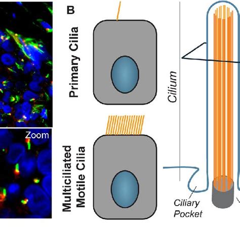 Immunofluorescence Staining And Structure Of Primary Cilia A Download Scientific Diagram