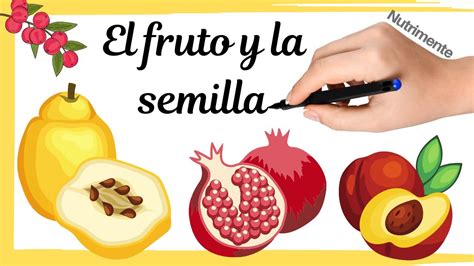 Órganos Internos Que Forman Fruto Y Semilla Glosario De Las Palabras