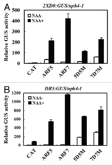 Expression Of An Integrated Auxin Responsive Reporter Gene In