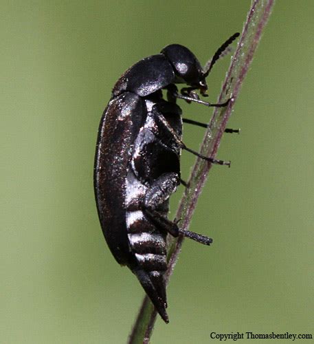 Tumbling Flower Beetle Mordella Bugguidenet