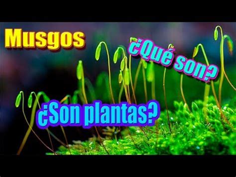 Descubre Los Secretos Del Agua De Musgo Todo Lo Que Necesitas Saber