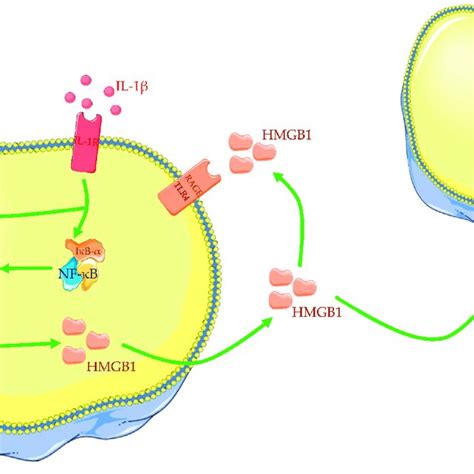 Cytokines Such As Il And Tnf Induce Translocation Of Hmgb From