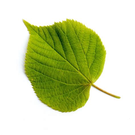 Листья Лиственных Деревьев Фото – Telegraph