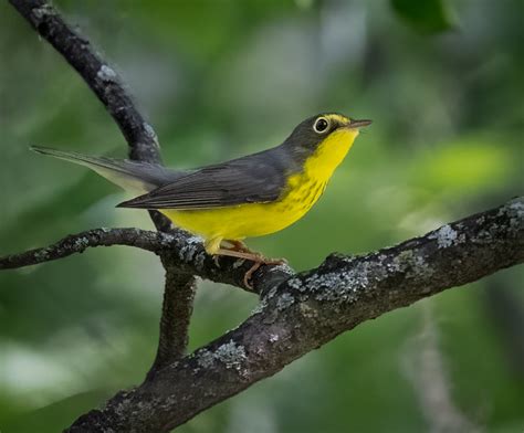 Canada Warbler - Owen Deutsch Photography