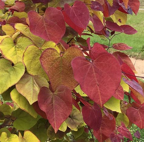 Cercis Canadensis Eternal Flame R Nc2016 2 Cov Minier Solution Pro