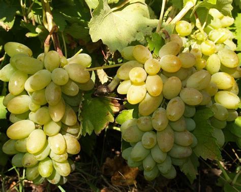 Купить Виноград "Тимур" с доставкой по Минску и Беларуси - Zelensad