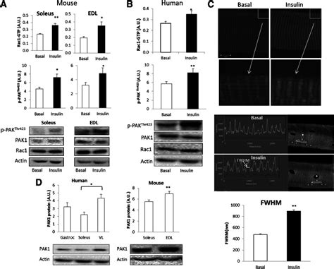 A: Rac1-GTP binding and p-PAK1Thr423 in isolated incubated mouse soleus ... 