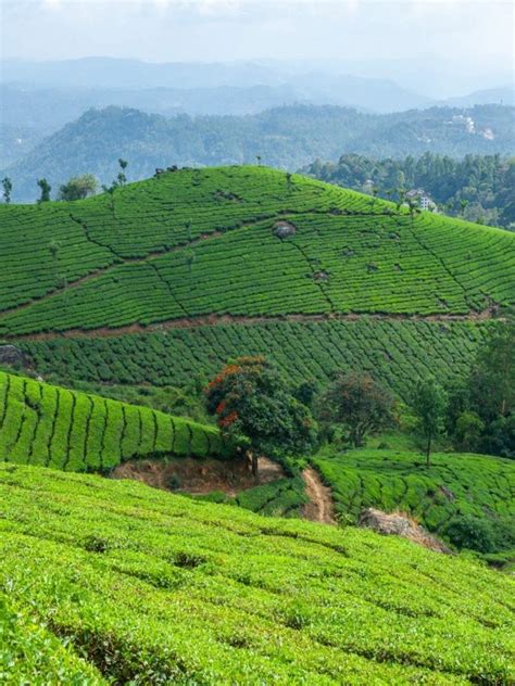 Keralas Gorgeous Must Visit Tea Estates Times Of India