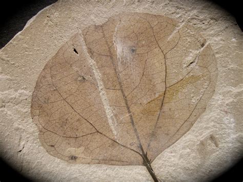 Populus Fossil