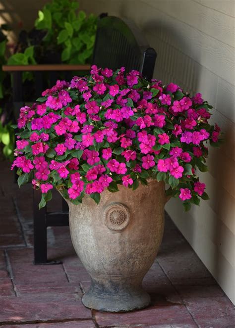 Impatiens – How to Grow and Care for Impatiens Flowers | Garden Design