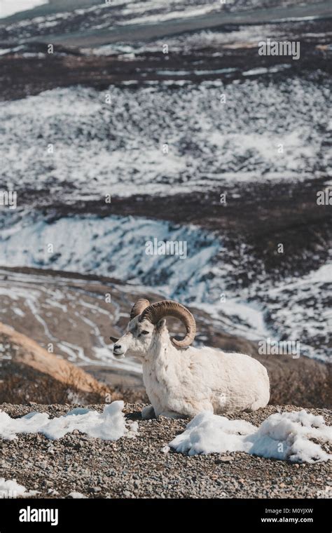 Ram Relaxing On Snowy Mountain Stock Photo Alamy