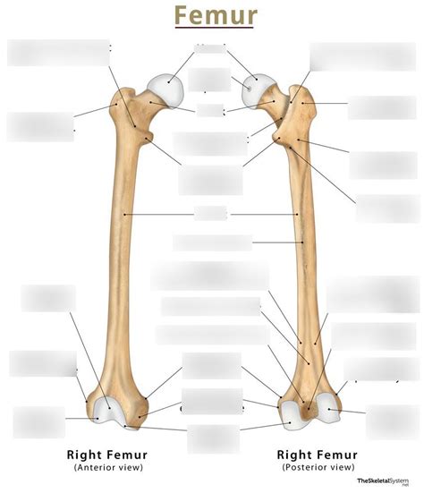 Diagram Of Anatomical Diagram Femur Quizlet