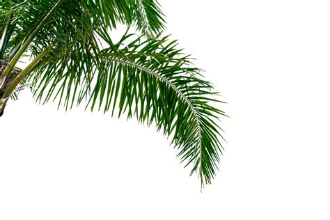 leaf coconut tree isolated  png