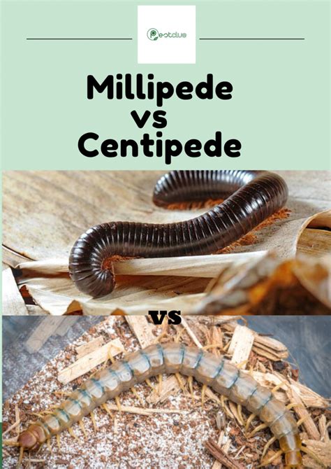 Millipede Vs Centipede Researched Facts Observation And Difference