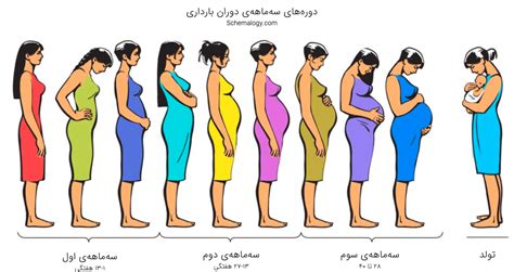 رشد جنین در دوران بارداری سه دوره سه ماهه اسکیمالوژی پایگاه علمی