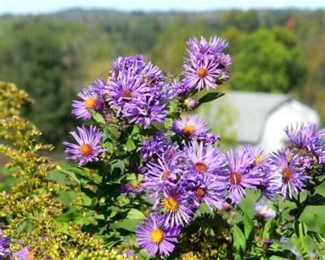 Homestead Stories: Beautiful Wild Asters Galore • Insteading