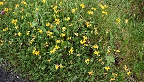 Environment Growing Wild Birds Foot Trefoil And Knapweed Teagasc