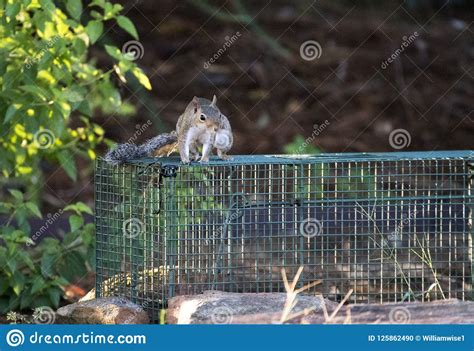 Nuisance Gray Squirrel Caught in Humane Trap Stock Photo - Image of problems, residential: 125862490