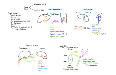 Higado Y Pancreas Pdf