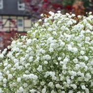 Цветущие все лето многолетники: красивоцветущие, морозоустойчивые ...