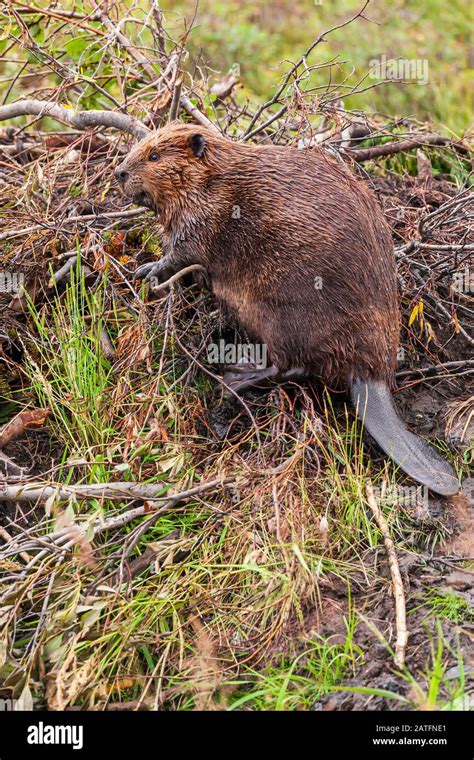 American Beaver Castor Canadensis Working On Its Lodge In Wonder Lake