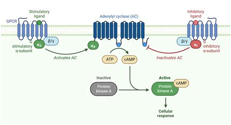 Cyclic AMP (cAMP) Signaling | AAT Bioquest