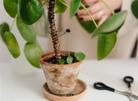 5 CUIDADOS PARA MANTER AS PLANTAS SAUDÁVEIS NO INVERNO Proma