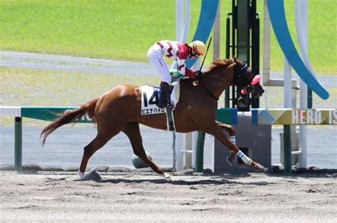 【中京2r・3歳未勝利】河原田菜々騎手のピエナパイロが早め先頭で押し切る 自厩舎の馬で初v 競馬ニュース Netkeiba