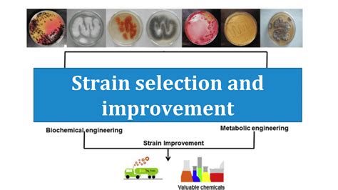 SOLUTION Strain Improvement Studypool